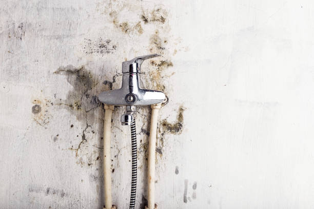 Best Best Mold Removal Companies  in Comanche, OK