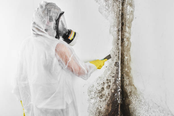 Best Certified Mold Removal  in Comanche, OK