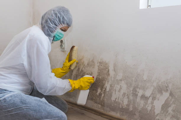 Best Commercial Mold Removal  in Comanche, OK