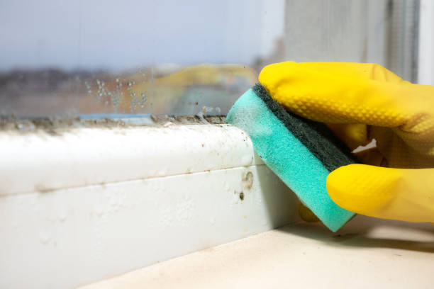 Best Attic Mold Removal  in Comanche, OK