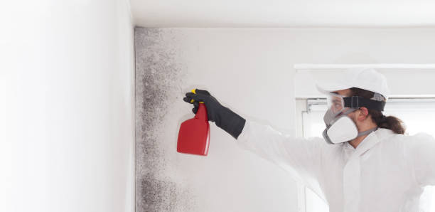 Best Black Mold Removal  in Comanche, OK