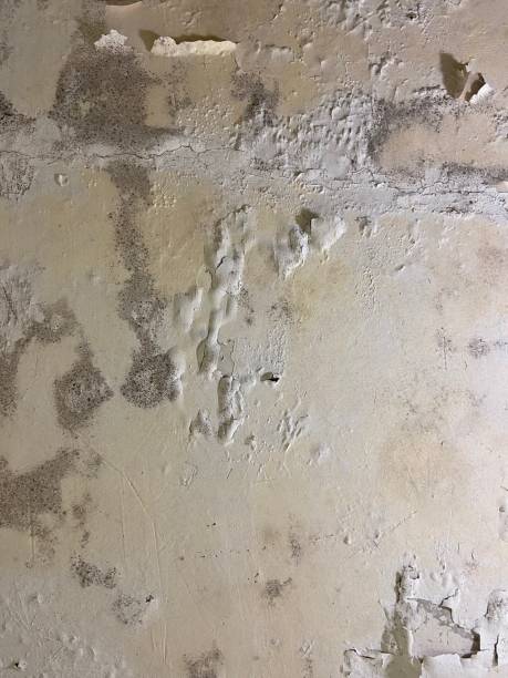 Best Mold Inspection  in Comanche, OK